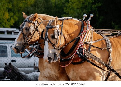 A team of workhorses are driven into position to compete