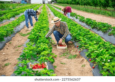 Team of young adult people harvesting strawberry on farm - Powered by Shutterstock