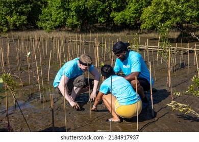 Team Of Young Diversity Volunteer Worker Group Enjoy Charitable Social Work Outdoor In Mangrove Planting NGO Work For Fighting Climate Change And Global Warming In Coastline Habitat Project