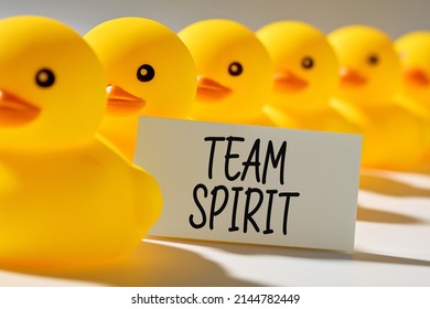 Teamwork, Cooperation Or Collaboration In Business Concept. Rubber Ducks In A Row Carry A Signboard With The Word Team Spirit. 