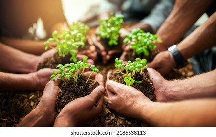 Teamwork and growth with plants in the hands of a group or team of eco people for agriculture and collaboration in a green business. Diverse people holding growing sprouts in a startup company - Shutterstock ID 2186538113
