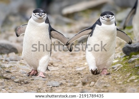 Teamwork - Hand in Hand, - 2 Chasing Penguins (Pygoscelis Antartica) on Half Moon Island  South Shetland Islands off Antarctica