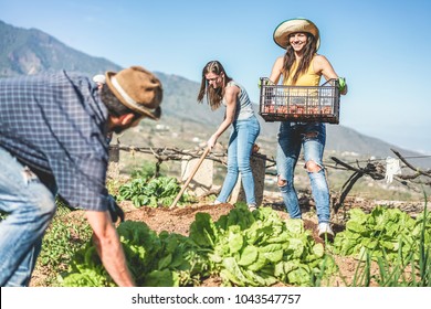 Teamwork Harvesting Fresh Vegetables In The Community Greenhouse Garden - Happy Young People At Work Picking Up Organic Vegetarian Food - Focus On Woman Hands Gloves - Healthy Lifestyle Concept