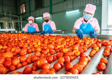Teamwork of workers sorting tomatoes on a conveyor belt in a tomato factory. food industry. Selective focus on tomatoes. - Shutterstock ID 2275059655