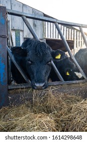 Tean, Stoke On Trent, Staffordshire - 12th January 2020 - Close Up Of Holstein Friesian Dairy Cows Eating Hay On The Farm, Dairy Farming In The UK, Feeding Time