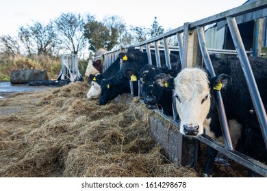 Tean, Stoke On Trent, Staffordshire - 12th January 2020 - Close Up Of Holstein Friesian Dairy Cows Eating Hay On The Farm, Dairy Farming In The UK, Feeding Time