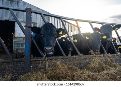 Tean, Stoke On Trent, Staffordshire - 12th January 2020 - Close Up Of Holstein Friesian Dairy Cows Eating Hay On The Farm, Dairy Farming In The UK, Feeding Time