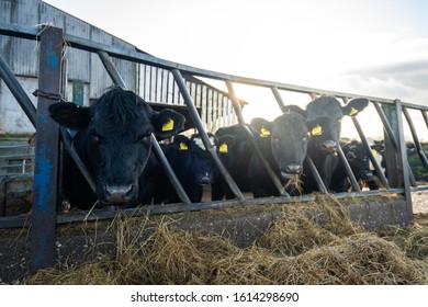 Tean, Stoke On Trent, Staffordshire - 12th January 2020 - Close Up Of Holstein Friesian Dairy Cows Eating Hay On The Farm, Dairy Farming In The UK, Feeding Time