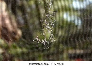 A tear in a mosquito wire screen with backyard in background. 