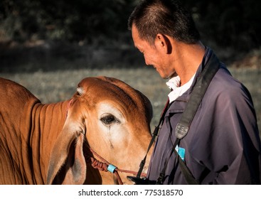 Tears Of Brown Cow Against Old Man.