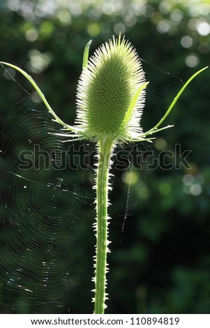 Similar – Image, Stock Photo Illuminated Anigozanthos 2