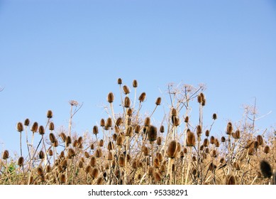 teasel (dipsacus fullonum)