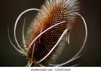 Teasel 