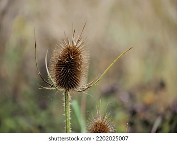 Teasel Flower Head In Autumn