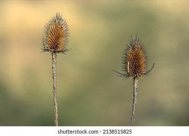 Teasel Flower On A Spring Day