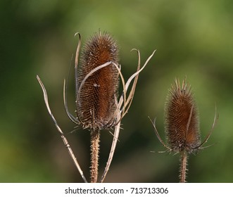 Teasels