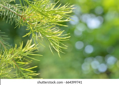 Tea-Tree (Narrow-leaved Paperbark) - Shutterstock ID 664399741