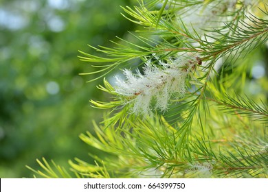 Tea-Tree (Narrow-leaved Paperbark) - Shutterstock ID 664399750