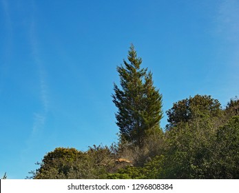 Tecate Cypress Tree, Otay Mountain, San Diego, California, January 2019