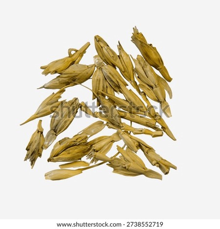 Technical analysis of wheat grain. Example of organic impurities. Hulls and parts of stems. Grain laboratory.