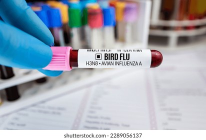 Technician with Blood collection tube test for analysis of Avian influenza A H3N8 Viruses. Doctor holding blood tube test for Bird Flu disease