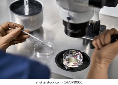 Technician in brown latex gloves does control check of the in vitro fertilization process in the Petri dishes in the IVF lab. Closeup. Horizontal. - Shutterstock ID 1470930050