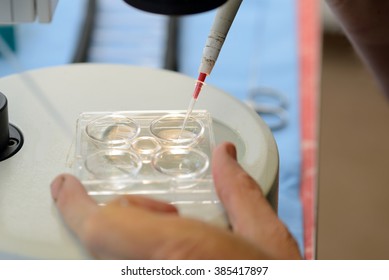 A technician draws up a live calf embryo into a pipette, ready for implantation into a surrogate cow as part of an artificial breeding program, West Coast, New Zealand