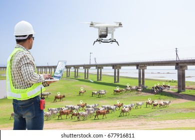 Technician Farmer Use Computer Control Drone Tracking The Cows In Smart Farm, Technology 4.0 Concept