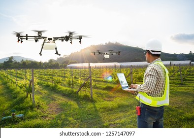 Technician farmer use wifi computer control agriculture drone fly to sprayed fertilizer on grape field, Smart farm concept