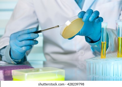 Technician With Loop And Petri Dish In The Lab / Doctor Making A Urine Culture In A Petri Dish