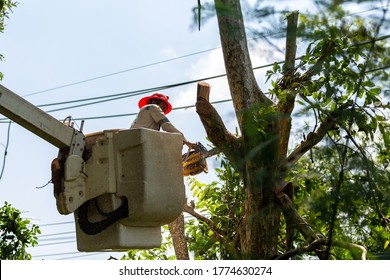 Technician staff cut trees from the electrical cable area to reduce power outages