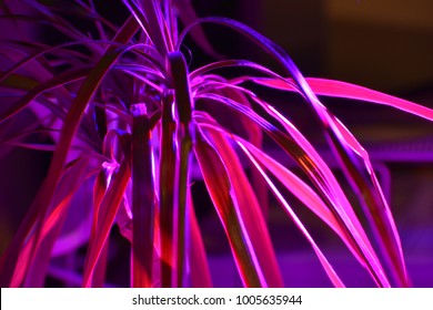 Technicolor Grow Light