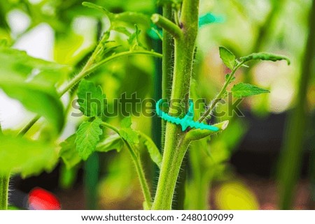Technological close-up of plastic ties supporting tomato plants in a greenhouse.