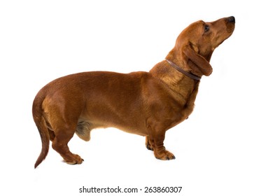 fat dachshund