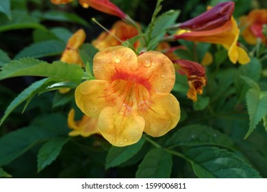 5,095 Orange Jubilee Images, Stock Photos & Vectors | Shutterstock