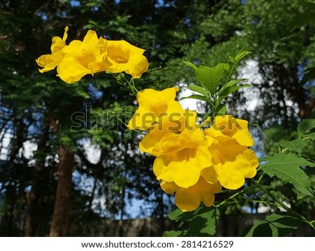 Tecoma stans blooming on its tree