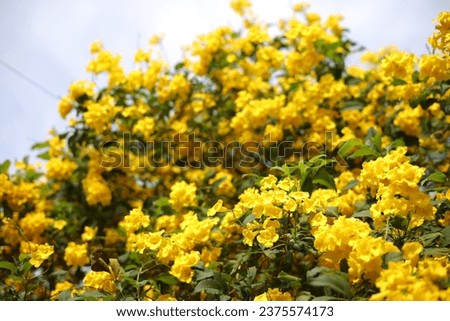 Tecoma stans blooming at summer 