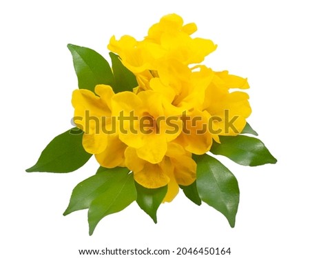 Tecoma stans flower isolated on white background 