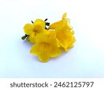 Tecoma stans flower on white background.Yellow elder, Trumpetbush, Trumpetflower, Yellow trumpet-flower, Yellow trumpetbush. Tecoma stans is a species of flowering perennial shrub in the trumpet vine.