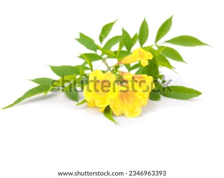 Tecoma stans isolated on white background