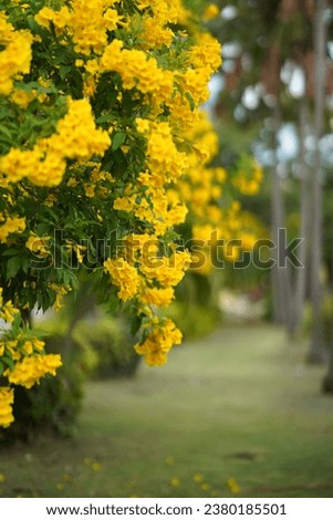 Tecoma stans (L.) Juss. ex Kunth, flowers in clusters like a cluster at the end of the branches, yellow flowers.