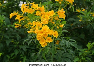 Tecoma Stans Species Flowering Shrub Trumpet Stock Photo 1178903500 ...