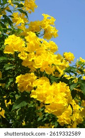 (Tecoma stans) Yellow elder Thong Urai with bright yellow flowers It looks like a bell or a trumpet or a trumpet, a small shrub 2-4 meters tall.