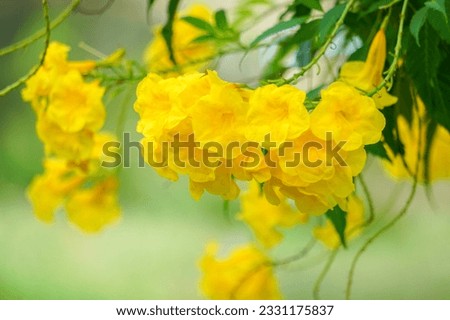 (Tecoma stans) Yellow elder Thong Urai with bright yellow flowers It looks like a bell or a trumpet or a trumpet, a small shrub 2-4 meters tall.