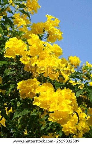 (Tecoma stans) Yellow elder Thong Urai with bright yellow flowers It looks like a bell or a trumpet or a trumpet, a small shrub 2-4 meters tall.