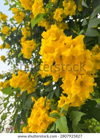 Tecoma Stans Yellow Flower Tree