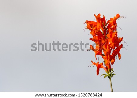 Tecomaria capensis orange flowers on a white clouds background daylight design with space at the left side ideal to write best wishes, text message or famous quotes like decoration. Cape honeysuckle