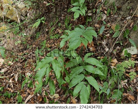 Tectaria polymorpha grows in the montane forest in central Taiwan.