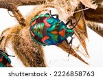 Tectocoris diophthalmus, commonly known as the hibiscus harlequin bug or cotton harlequin bug, is the sole member of the genus Tectocoris. 

