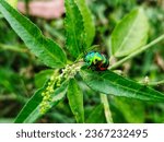 Tectocoris diophthalmus, commonly known as the hibiscus harlequin bug or cotton harlequin bug, is the sole member of the genus Tectocoris.